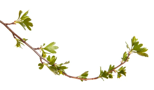 Ramas de grosella con hojas verdes. Aislado sobre fondo blanco — Foto de Stock