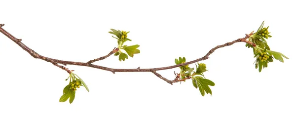 Branches of currant with green leaves. Isolated on white backgro — Stock Photo, Image