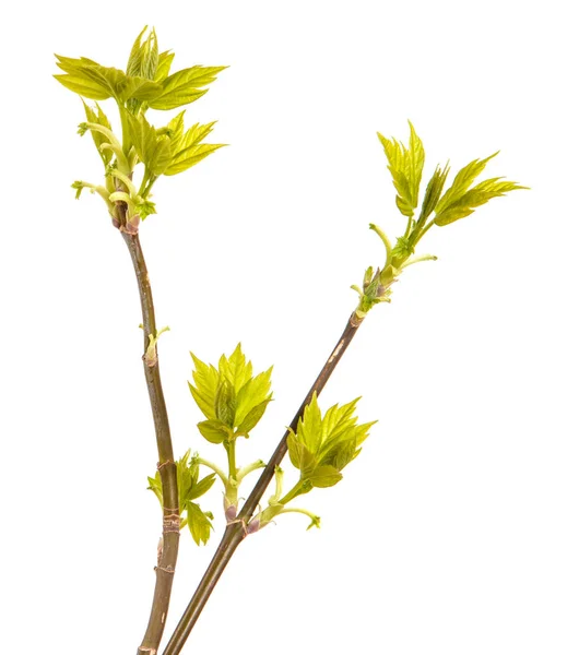 Maple branches with green leaves. Isolated on white background — Stock Photo, Image