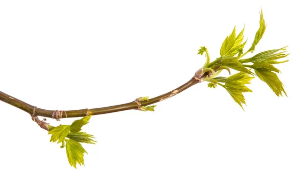 Maple branches with green leaves. Isolated on white background — Stock Photo, Image