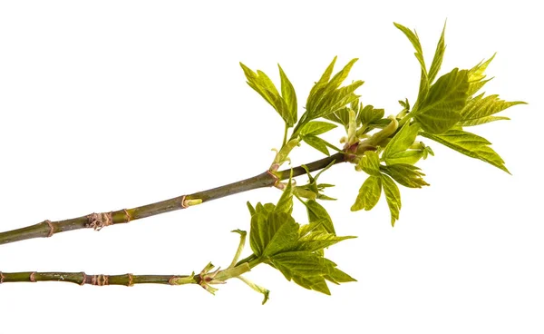 Ahornzweige mit grünen Blättern. isoliert auf weißem Hintergrund — Stockfoto