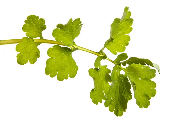 Grüne Blätter von Schöllkraut. isoliert auf weißem Hintergrund — Stockfoto