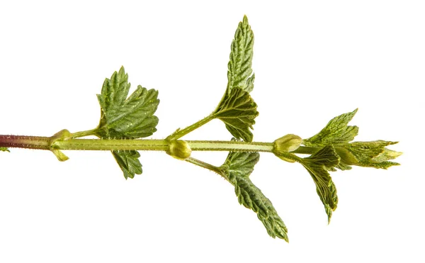 Hopfen mit grünen Blättern pflanzen. isoliert auf weißem Hintergrund — Stockfoto
