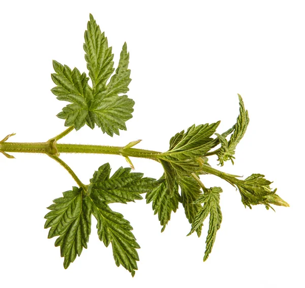 Planta lúpulo con hojas verdes. Aislado sobre fondo blanco — Foto de Stock