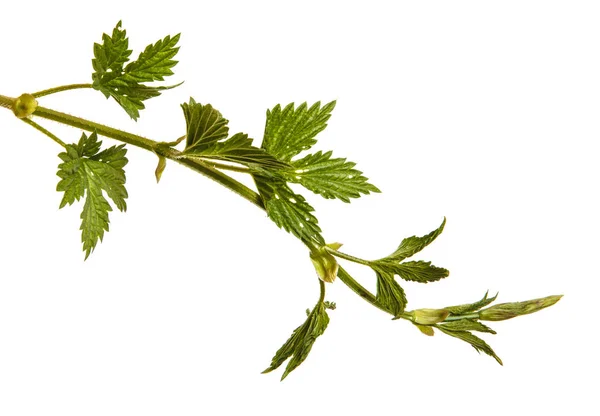 Planta lúpulo con hojas verdes. Aislado sobre fondo blanco — Foto de Stock