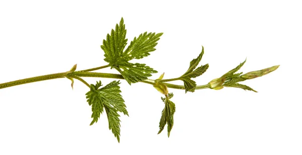 Chmelové rostliny se zelenými listy. Izolované na bílém pozadí — Stock fotografie