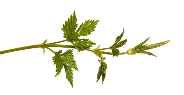 Hopfen mit grünen Blättern pflanzen. isoliert auf weißem Hintergrund — Stockfoto