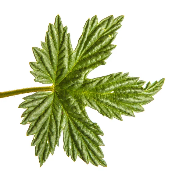 Zielony liść chmielu. Na białym tle — Zdjęcie stockowe