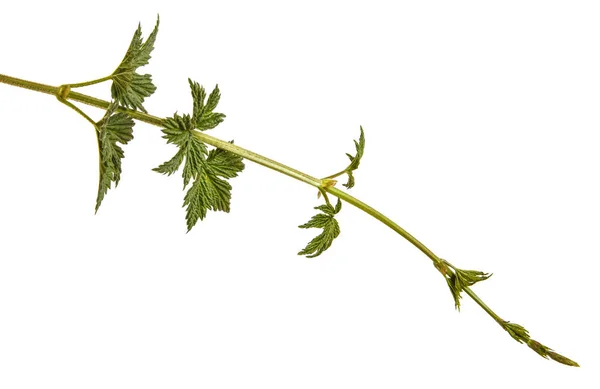 Planta lúpulo con hojas verdes. Aislado sobre fondo blanco — Foto de Stock