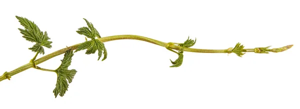 Hop van de plant met groene bladeren. Geïsoleerd op witte achtergrond — Stockfoto