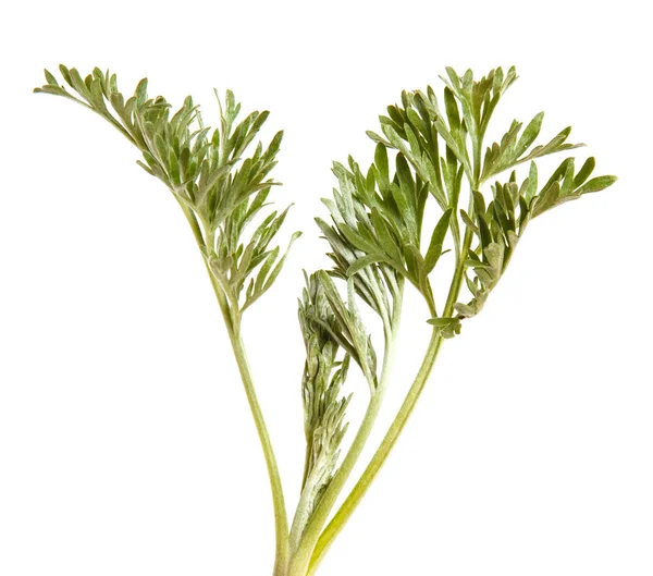 녹색 잎. 흰 배경에 고립됨 — 스톡 사진