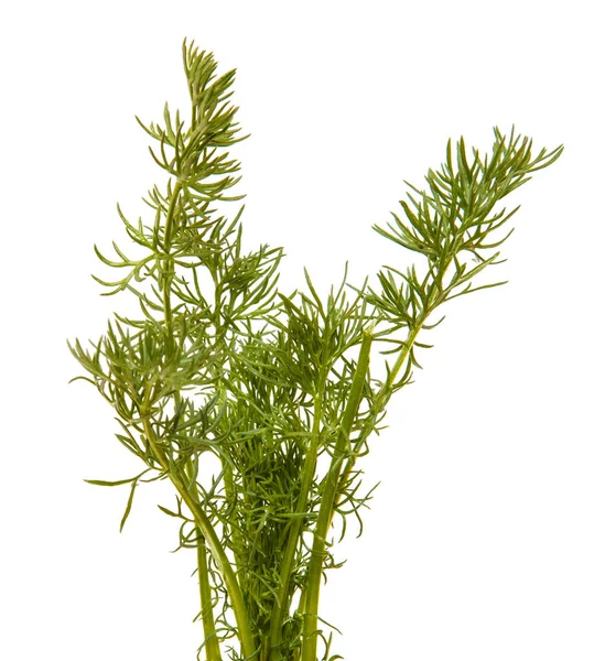 洋甘菊，绿色的茎干小布什。白坝上孤立 — 图库照片