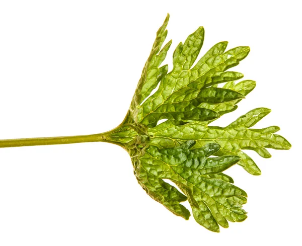 Πράσινο φύλλο. Απομονωμένα σε λευκό φόντο — Φωτογραφία Αρχείου