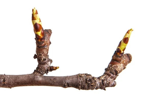 En gren av ett päron med blommande knoppar. Isolerad på vita backg — Stockfoto