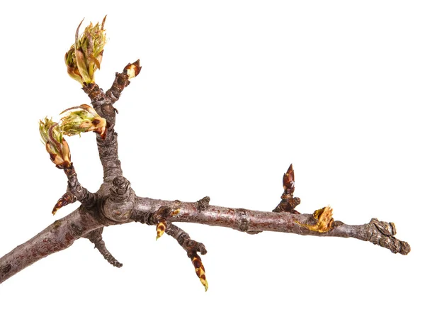 Une branche de poire aux bourgeons florissants. Isolé sur fond blanc — Photo