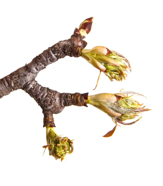 Un ramo di una pera con gemme fiorenti. Isolato su dorso bianco — Foto Stock