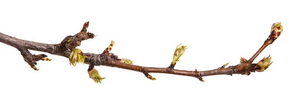 Ein Zweig einer Birne mit blühenden Knospen. isoliert auf weißem Rücken — Stockfoto