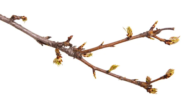 Une branche de poire aux bourgeons florissants. Isolé sur fond blanc — Photo