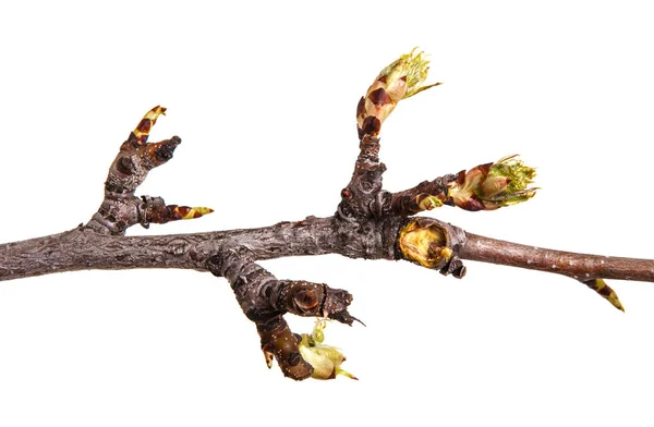 A branch of a pear with blossoming buds. Isolated on white backg — Stock Photo, Image