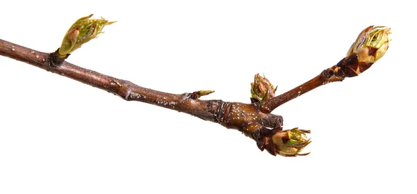 Un ramo di una pera con gemme fiorenti. Isolato su dorso bianco — Foto Stock