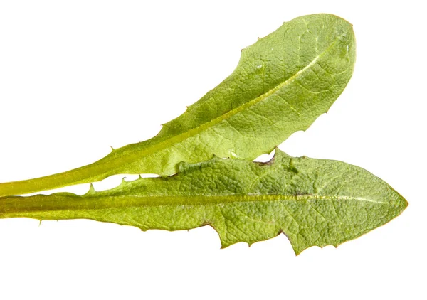 Gröna maskros blad. Isolerad på vit bakgrund — Stockfoto