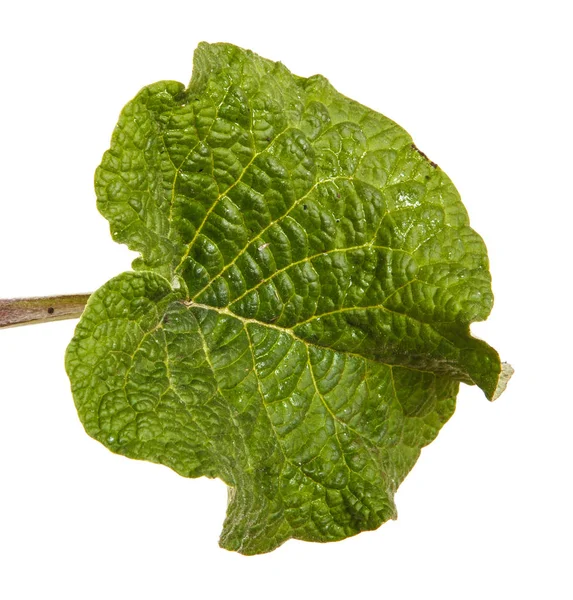緑の葉のごぼう。白い背景に分離 — ストック写真