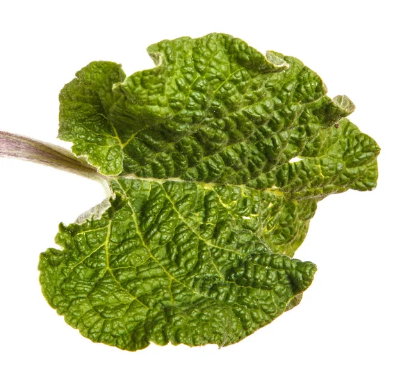 Grüne Blätter Klette. isoliert auf weißem Hintergrund — Stockfoto