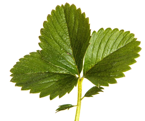 Hojas de fresa verde. Aislado sobre fondo blanco — Foto de Stock