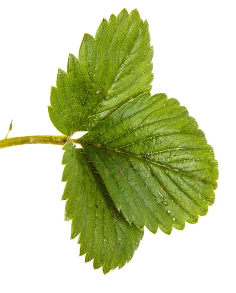 Truskawka zielony liści. Na białym tle — Zdjęcie stockowe