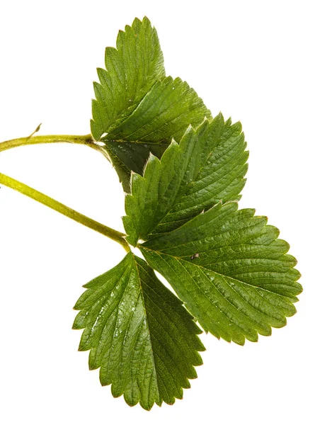 Truskawka zielony liści. Na białym tle — Zdjęcie stockowe