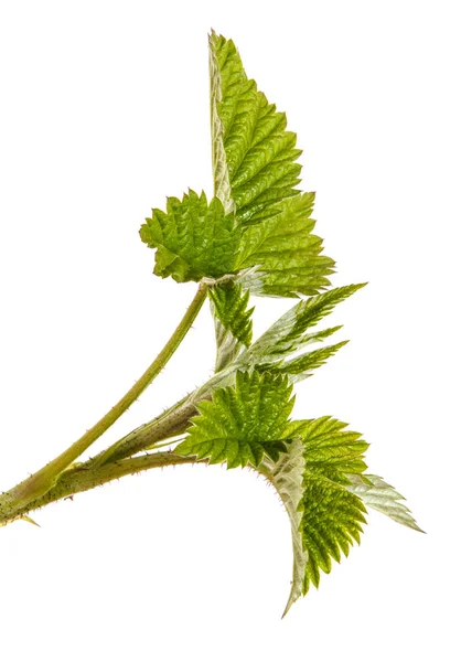 Um ramo de framboesa com folhas verdes. Isolado em backg branco — Fotografia de Stock