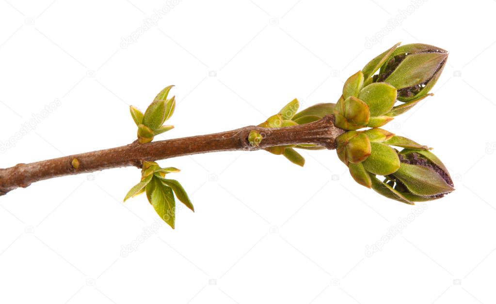 Young green leaves on a lilac branch on a white background.