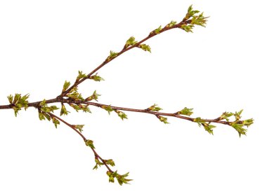 Kiraz ağacı dalı üzerinde yeşil tomurcukları şişmiş