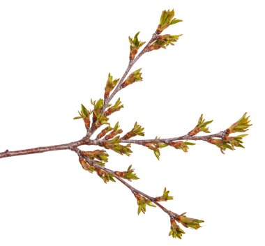 Kiraz ağacı dalı üzerinde yeşil tomurcukları şişmiş