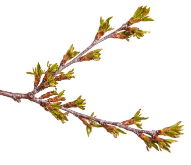 Kiraz ağacı dalı üzerinde yeşil tomurcukları şişmiş