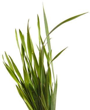 Bir sürü yeşil çim. Beyaz arka plan üzerinde izole