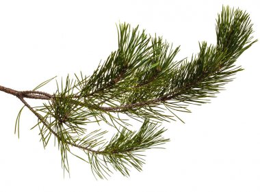 Bir çam dal yeşil oyunlar ile. Beyaz arka plan üzerinde izole