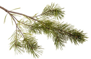 Bir çam dal yeşil oyunlar ile. Beyaz arka plan üzerinde izole