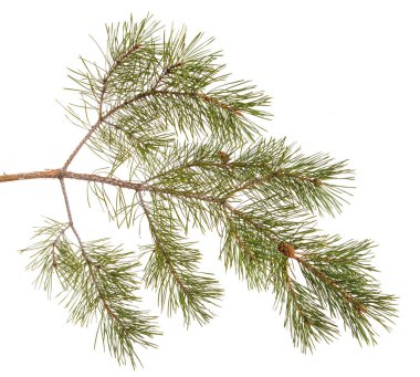 Bir çam dal yeşil oyunlar ile. Beyaz arka plan üzerinde izole