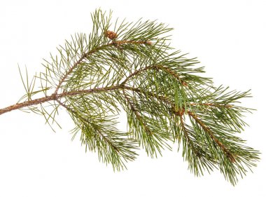 Bir çam dal yeşil oyunlar ile. Beyaz arka plan üzerinde izole