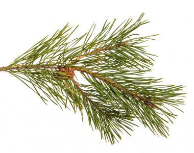 Bir çam dal yeşil oyunlar ile. Beyaz arka plan üzerinde izole