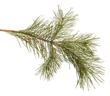 Bir çam dal yeşil oyunlar ile. Beyaz arka plan üzerinde izole