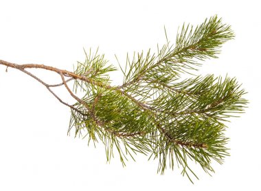 Bir çam dal yeşil oyunlar ile. Beyaz arka plan üzerinde izole