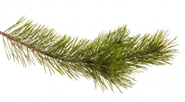 Bir çam dal yeşil oyunlar ile. Beyaz arka plan üzerinde izole