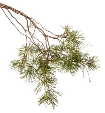 Bir çam dal yeşil oyunlar ile. Beyaz arka plan üzerinde izole