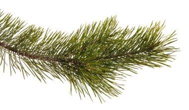 Bir çam dal yeşil oyunlar ile. Beyaz arka plan üzerinde izole