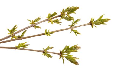 Bir leylak çalı genç sürgünler. Beyaz arka plan üzerinde izole