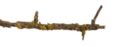 Kuru mantar şube. Beyaz arka plan üzerinde izole