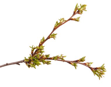 Genç unblown böbrekler ile kiraz ağacı dalı. Üzerinde izole 