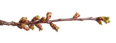 Genç unblown böbrekler ile kiraz ağacı dalı. Üzerinde izole 